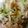 yuuritsu's cooksnap of when they made 新じゃがとアスパラの味噌炒め.