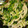 4763poup's cooksnap of when they made 豆苗としっとり鶏胸肉の中華風サラダ♪.