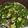 クック4MJ48Z☆'s cooksnap of when they made 青唐辛子（グリーンチリ）の酢漬け.