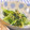 HappyMd's cooksnap of when they made 水菜のからしマヨ醤油和え.
