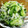 タカちゃん！！'s cooksnap of when they made 塩揉みキャベツときゅうりのしらす和え.