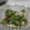 まさコ's cooksnap of when they made ☆刺激的！オクラと長芋の梅和え☆.