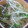 ★ぁねえ★'s cooksnap of when they made 簡単★かいわれのおかか和え.