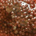 めるめるっちっち's cooksnap of when they made いくら醤油漬け.