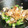 にゃあししまる's cooksnap of when they made オクラとツナの甘酢だれ和え.
