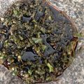 血糖値をあげない献立's cooksnap of when they made シソの実の醤油漬け.