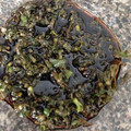 血糖値をあげない献立's cooksnap of when they made シソの実の醤油漬け.