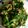 agak's cooksnap of when they made 中２が作る ＊モロヘイヤの梅和え＊.
