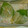 ちかどの's cooksnap of when they made シロギスの昆布締め.