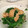 いさな0105's cooksnap of when they made 大根の間引き菜 プチおかず.