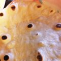 クックU44A9A☆'s cooksnap of when they made 簡単すぎ！！なフラワートルティーヤ.