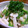 まあこmm's cooksnap of when they made おくらと長芋の塩昆布和え.