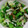 クックLU380F☆'s cooksnap of when they made 大量消費にも！セロリの旨うま炒め煮.