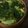 ✳︎ａｉ✳︎'s cooksnap of when they made 決定版★ブロッコリーの茹で方！.