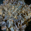 霧雨霊夢's cooksnap of when they made 豚肉と卵のオイスターソース炒め.