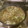 アロモニ's cooksnap of when they made 駒形どぜう風　どじょう鍋　本格派.