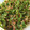 a_chin1202's cooksnap of when they made ピーマンのちりめんおかか和え.