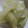 ふぁんたにゃん's cooksnap of when they made はやとうりのらっきょう酢漬け.
