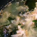 カフェオレー's cooksnap of when they made 簡単♡基本のわかめスープ.