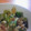 のじまさん's cooksnap of when they made おくらのおかかマヨ和え.