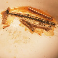 イクメンテツヤパパ's cooksnap of when they made 捨てないで！さんまの骨でカルシウム♪.