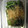 ✳︎三✳︎'s cooksnap of when they made 簡単♪いんげんのお浸し☆生姜風味.
