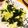 クックYNPCUY☆'s cooksnap of when they made ワカメとキャベツの簡単サラダ.