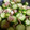 ほぬー's cooksnap of when they made 旨っ！きゅうりとベーコンマヨネーズ炒め.