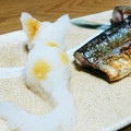 ちんねんさん。's cooksnap of when they made 秋刀魚と猫ちゃん.