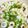 のぶよっしー's cooksnap of when they made 竹輪とこぶ茶でお吸い物　超簡単.