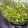 mamebeer's cooksnap of when they made ゆずこしょうの作り方.