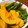 saeed's cooksnap of when they made 夏野菜の揚げ浸し.