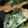 ma___111's cooksnap of when they made 簡単！ 鮭の大葉包み天ぷら.