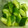 智紗都's cooksnap of when they made 大量消費も☆きゅうりのさっぱりわさび漬け.