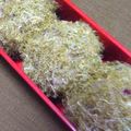 nosso's cooksnap of when they made ゆかり味のとろろこんぶおにぎり♡.