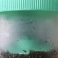 ひらふじ's cooksnap of when they made シソの実の塩漬け.