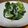だんな様は料理人's cooksnap of when they made モロヘイヤで…ネバっ！と酢の物。.