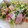 ゆっきん♪'s cooksnap of when they made 豆苗炒め　簡単.