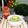 ladyoscar's cooksnap of when they made ピリ辛っ！きゅうりの漬け物.