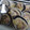 Oyazipan's cooksnap of when they made 大アサリの酒蒸し.