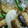 クックXVE2X0☆'s cooksnap of when they made さんまの南蛮漬け.