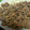 らっこっこ♪'s cooksnap of when they made ☆簡単☆豚のしょうが焼き.