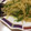 酢豚の素's cooksnap of when they made ジャガイモとピーマンの細切り炒め.