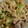 ☆にい☆'s cooksnap of when they made ❀豚肉とレタスの炒飯❀.