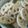 クックA43M15☆'s cooksnap of when they made 炒めて作る♪れんこんとベーコンのサラダ.