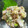 カヲルぅーたん's cooksnap of when they made 3種の薬味で＊鯵のなめろう.