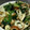 BBmam's cooksnap of when they made ほうれん草とちくわとしめじのごま和え.