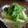 ayureo's cooksnap of when they made デザート？いや②おかず♪梨の胡瓜和え.