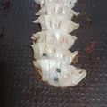 ぷっちょ★☆'s cooksnap of when they made 絶品☆餃子.
