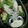 わへさん's cooksnap of when they made ズートピア♥ジュディ キャラ弁.